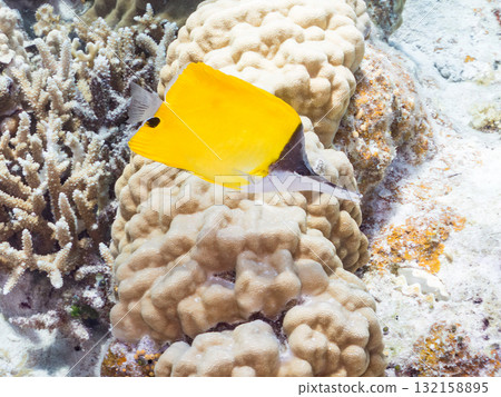 Beautiful Snapperfish and other fish. Beautiful coral reefs and schools of tropical fish. Okinawa Prefecture, Shimajiri District, Kerama Islands, Zamami Island, Amuro Island 2025 132158895