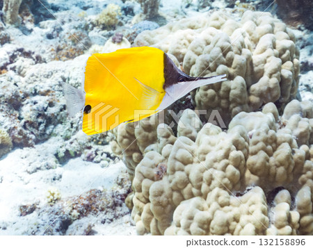 美麗的鯛魚和其他魚類。美麗的珊瑚礁和熱帶魚群。沖繩縣島尻郡慶良間諸島座間味島阿室島 2025 美麗的鯛魚和其他魚類。美麗的珊瑚礁和熱帶魚群。沖繩縣島尻郡慶良間諸島座間味島阿室島 2025 132158896