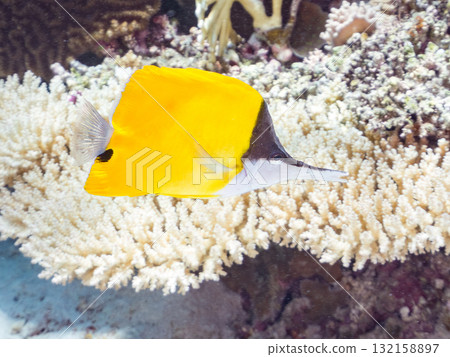 Beautiful Snapperfish and other fish. Beautiful coral reefs and schools of tropical fish. Okinawa Prefecture, Shimajiri District, Kerama Islands, Zamami Island, Amuro Island 2025 132158897