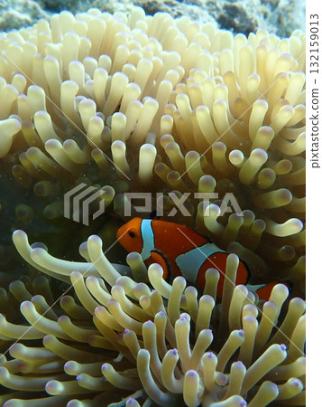 小丑anemonefish和海葵 小丑anemonefish和海葵 132159013
