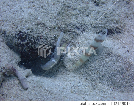 Symbiosis between goby and shrimp Symbiosis between goby and shrimp 132159014