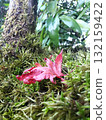 Autumn leaves on moss_red and green 132159422