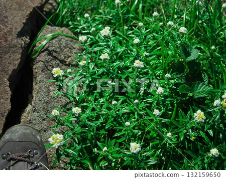 夏季生長在岩木山上的一簇日本蜀葵 132159650
