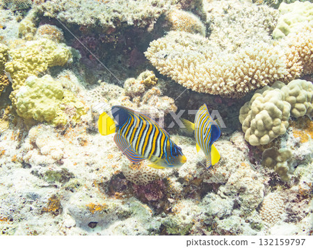 美麗的神仙魚和其他魚類。美麗的珊瑚礁和熱帶魚群。沖繩縣島尻郡慶良間諸島、座間味島、阿室島 - 2025 132159797