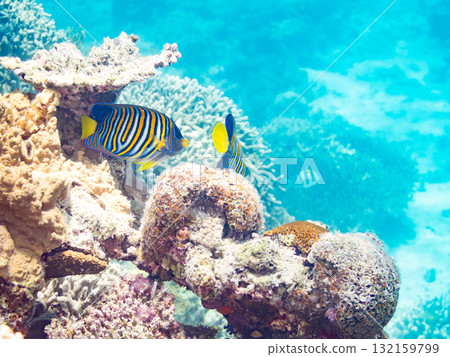 Beautiful angelfish and other fish. Beautiful coral reefs and schools of tropical fish. Okinawa Prefecture, Shimajiri District, Kerama Islands, Zamami Island, Amuro Island - 2025 132159799