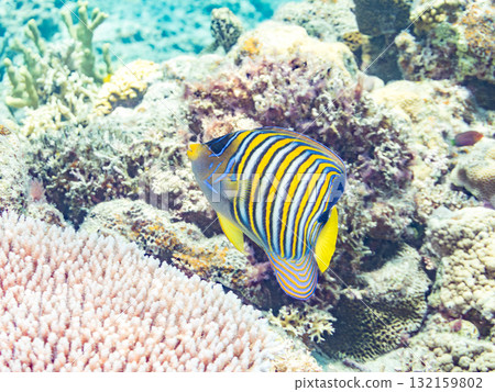 Beautiful angelfish and other fish. Beautiful coral reefs and schools of tropical fish. Okinawa Prefecture, Shimajiri District, Kerama Islands, Zamami Island, Amuro Island - 2025 132159802