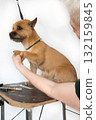 A trimmer woman who trims and cuts a dog pet 132159845