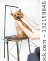 A trimmer woman who trims and cuts a dog pet 132159846