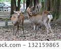 The heatwave has passed, and here are the deer in the park. 132159865