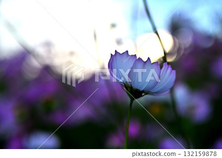 Cosmos swaying in the wind, evening view 132159878