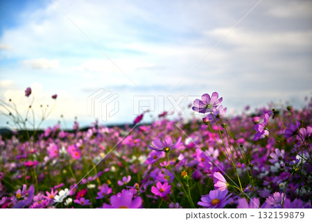 Cosmos shining in the autumn sky, Autumn cherry blossoms swaying in the autumn breeze Cosmos shining in the autumn sky, Autumn cherry blossoms swaying in the autumn breeze 132159879