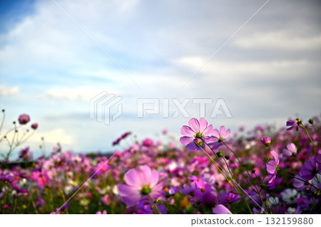 Cosmos shining in the autumn sky, Autumn cherry blossoms swaying in the autumn breeze 132159880