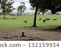 Herd of deer in the park 132159934