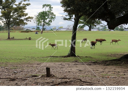 Herd of deer in the park Herd of deer in the park 132159934