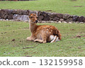 Relaxing deer 132159958