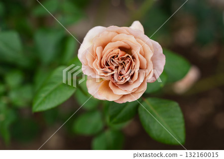 象徵善良的玫瑰 132160015