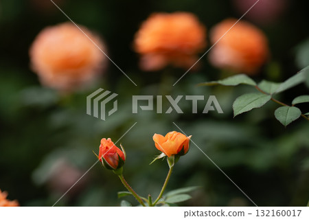 黃昏染成橘色的玫瑰 132160017