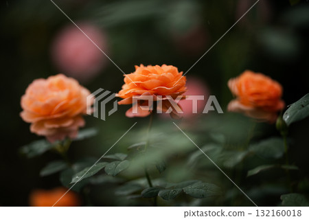 黃昏染成橘色的玫瑰 132160018