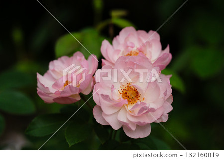 黃昏時分盛開的淡粉色玫瑰 黃昏時分盛開的淡粉色玫瑰 132160019