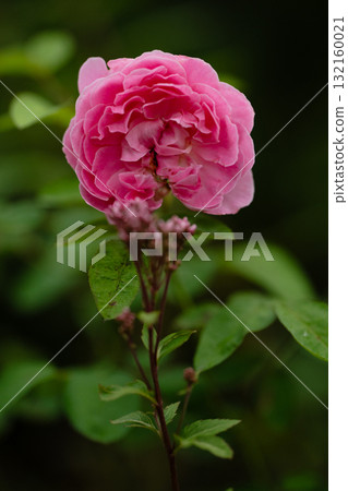 靜謐激情 - 粉紅玫瑰 - 132160021