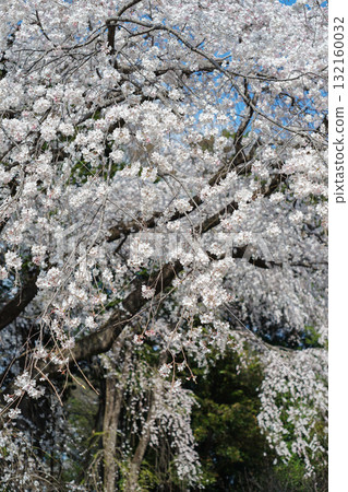 Cherry Blossoms.28 (close-up vertical) 132160032