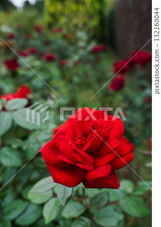 Crimson Roses: Passion Blooming in a Quiet Garden Crimson Roses: Passion Blooming in a Quiet Garden 132160044
