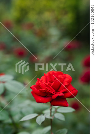 Crimson Roses: Passion Blooming in a Quiet Garden 132160045