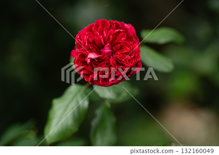 深紅色的光芒:秋季花園中盛開的玫瑰 深紅色的光芒:秋季花園中盛開的玫瑰 132160049