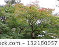 Autumn is here and the maple leaves are starting to change color. 132160057