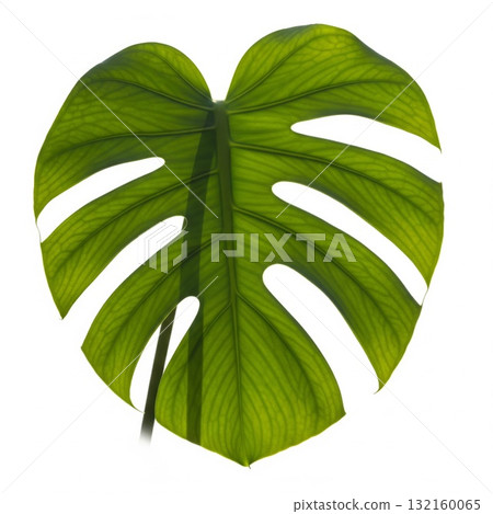 Isolated Green Monstera Leaf with Prominent Veins on White Background 132160065