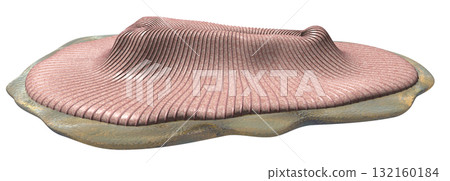 Dickinsonia Dickinsonia 132160184