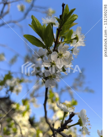 Delicate White Blooms A Branch of Spring Blossom Against a Vibrant Blue Sky Backdrop Delicate White Blooms A Branch of Spring Blossom Against a Vibrant Blue Sky Backdrop 132160298