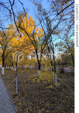 Golden Autumn Landscape with Yellow Trees and Fallen Leaves in City Park. Serene Fall Season 132160431