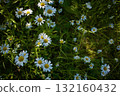 Early summer, the setting sun and a cluster of pure white oxeye daisies 132160432