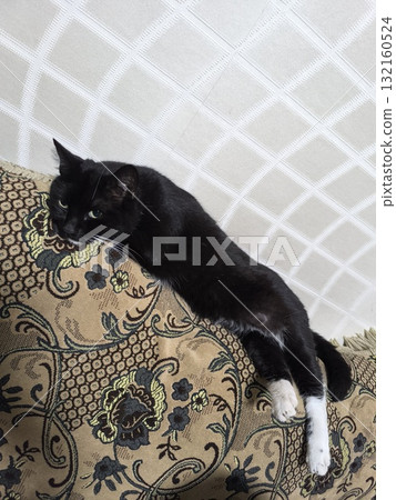Black Cat Resting on a Couch A Serene Portrait of Comfort and Domesticity 132160524