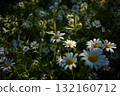 Early summer, the setting sun and a cluster of pure white oxeye daisies 132160712