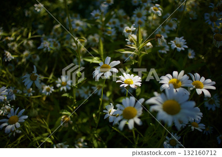 Early summer, the setting sun and a cluster of pure white oxeye daisies 132160712