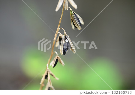 Hosta seeds Hosta seeds 132160753