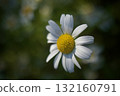 Oxeye daisy flower close-up 132160791