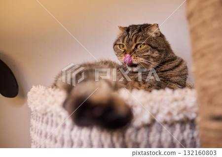 The calm cat is nestled in its cozy bed, enjoying restfulness and showing its beauty 132160803