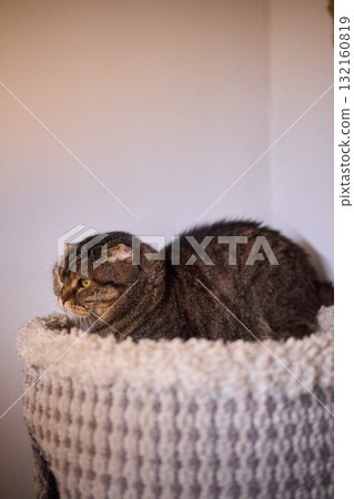 The calm cat is nestled in its cozy bed, enjoying restfulness and showing its beauty 132160819