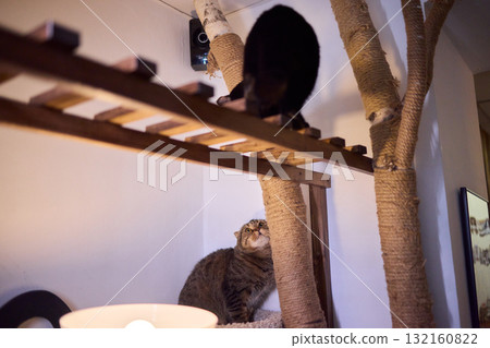 Watch the playful cats explore the Cat Tree, showing their adorable behaviors and curiosity 132160822