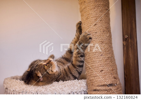 Playful Cat Yoga Enjoying a Cozy Stretching Moment Together with Your Feline Friend Playful Cat Yoga Enjoying a Cozy Stretching Moment Together with Your Feline Friend 132160824