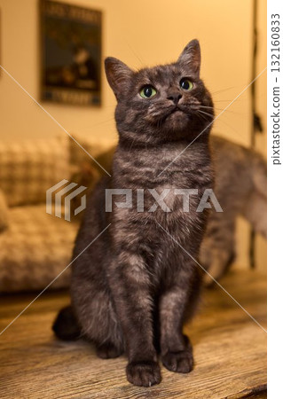 A Cute Cat lounging comfortably in a Bright and inviting Living Room filled with light 132160833