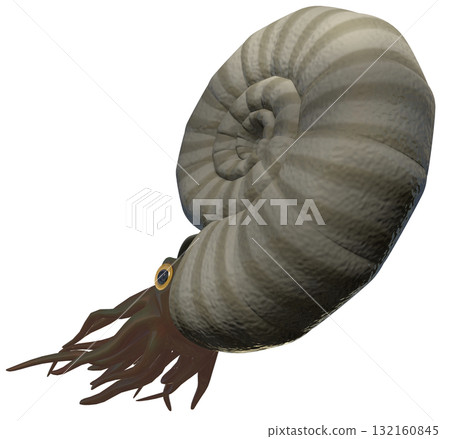 Ammonite 132160845