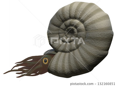 Ammonite Ammonite 132160851