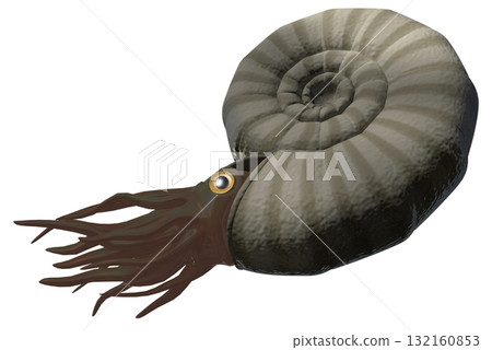 Ammonite Ammonite 132160853