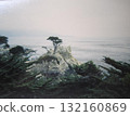 A lone cypress tree seen from 17-Mile Drive (Monterey Coast) 132160869