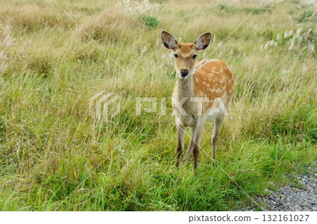 Deer on Notsuke Peninsula 132161027