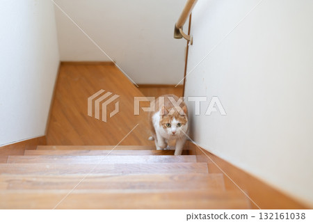 貓爬樓梯棕色老虎白色 132161038